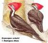 Black-bodied Woodpecker (Dryocopus schulzi) - Wiki
