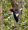 White-bellied Woodpecker (Dryocopus javensis) - Wiki