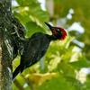 Andaman Woodpecker (Dryocopus hodgei) - Wiki