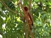 Cinnamon Woodpecker (Celeus loricatus) - Wiki