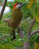 Waved Woodpecker (Celeus undatus) - Wiki