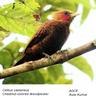 Chestnut-coloured Woodpecker (Celeus castaneus) - Wiki