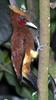 Chestnut Woodpecker (Celeus elegans) - Wiki