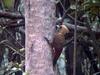 Pale-crested Woodpecker (Celeus lugubris) - Wiki