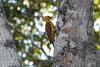 Cream-coloured Woodpecker (Celeus flavus) - Wiki