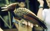 Rufous-headed Woodpecker (Celeus spectabilis) - Wiki
