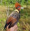 Kaempfer's Woodpecker (Celeus obrieni) - Wiki