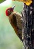 Rufous-winged Woodpecker (Piculus simplex) - Wiki