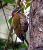 Stripe-cheeked Woodpecker (Piculus callopterus) - Wiki