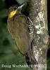 Lita Woodpecker (Piculus litae) - Wiki