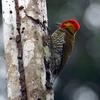 Yellow-throated Woodpecker (Piculus flavigula) - Wiki