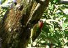 Golden-olive Woodpecker (Colaptes rubiginosus) - Wiki