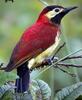 Crimson-mantled Woodpecker (Piculus rivolii) - Wiki