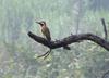Black-necked Woodpecker (Colaptes atricollis) - Wiki