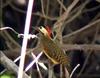 Spot-breasted Woodpecker (Colaptes punctigula) - Wiki