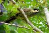 Green-barred Woodpecker (Colaptes melanochloros) - Wiki