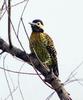 Golden-breasted Woodpecker (Colaptes melanochloros melanolaimus) from stock.xchng