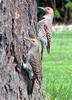 Red-shafted Flicker (Colaptes auratus cafer) pair