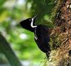 Powerful Woodpecker (Campephilus pollens) - Wiki