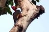 Red-necked Woodpecker (Campephilus rubricollis) - Wiki