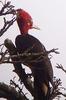 Robust Woodpecker (Campephilus robustus) - Wiki