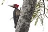 Crimson-crested Woodpecker (Campephilus melanoleucos) - Wiki