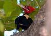 Cream-backed Woodpecker (Campephilus leucopogon) - Wiki