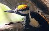 White-naped Woodpecker (Chrysocolaptes festivus) - Wiki