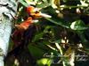 Orange-backed Woodpecker (Reinwardtipicus validus) - wiki