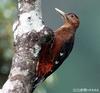 Okinawa Woodpecker (Sapheopipo noguchii) - wiki