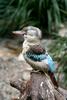 Blue-winged Kookaburra (Dacelo leachii) - Wiki