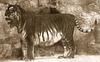 Caspian Tiger (Panthera tigris virgata) - Wiki