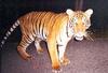 Malayan Tiger (Panthera tigris jacksoni) - Wiki