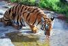 South China Tiger (Panthera tigris amoyensis) - Wiki