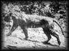 Javan Tiger (Panthera tigris sondaica) - Wiki