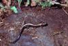 Shenandoah Salamander (Plethodon shenandoah) - Wiki