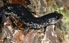 Northern Slimy Salamander (Plethodon glutinosus) - Wiki