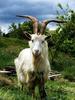 Domestic Goat (Capra aegagrus hircus) - Wiki