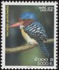 Banded Kingfisher (Lacedo pulchella) - Wiki