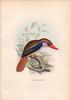 Lilac Kingfisher (Cittura cyanotis) - Wiki