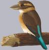 Shovel-billed Kookaburra (Clytoceyx rex) - Wiki