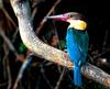 Stork-billed Kingfisher (Pelargopsis capensis) - Wiki