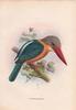 Tree kingfisher (Family: Halcyonidae) - Wiki
