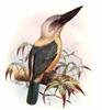 Black-billed Kingfisher (Pelargopsis melanorhyncha) - Wiki