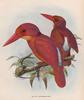 Ruddy Kingfisher (Halcyon coromanda) - Wiki