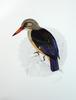 Grey-headed Kingfisher (Halcyon leucocephala) - Wiki
