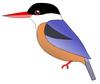 Black-capped Kingfisher (Halcyon pileata) - Wiki