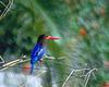 Javan Kingfisher (Halcyon cyanoventris) - Wiki