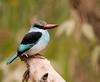 Blue-breasted Kingfisher (Halcyon malimbica) - Wiki