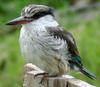 Striped Kingfisher (Halcyon chelicuti) - wiki